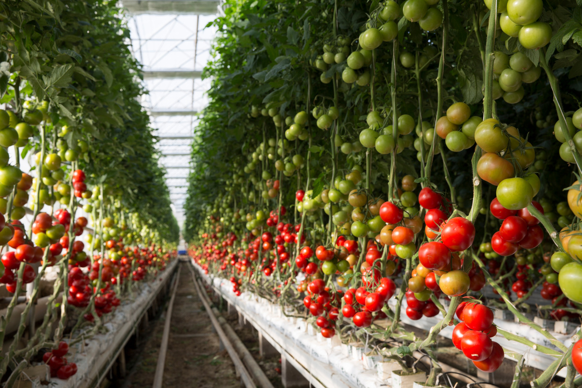 tomato farm